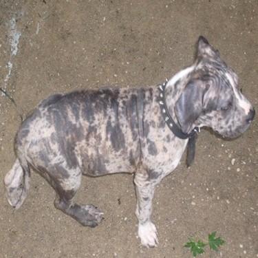 Brewtons Queen Isis Pit Bull.JPG